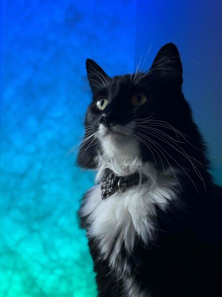 Entry image for Jasper. Clicking this image will show a larger photo