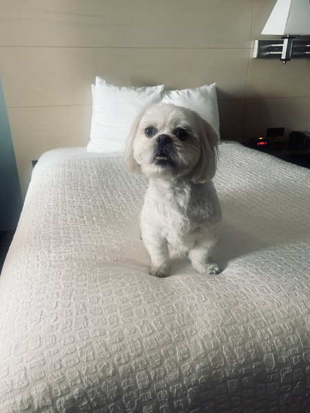 Entry image for Rocky. Clicking this image will show a larger photo
