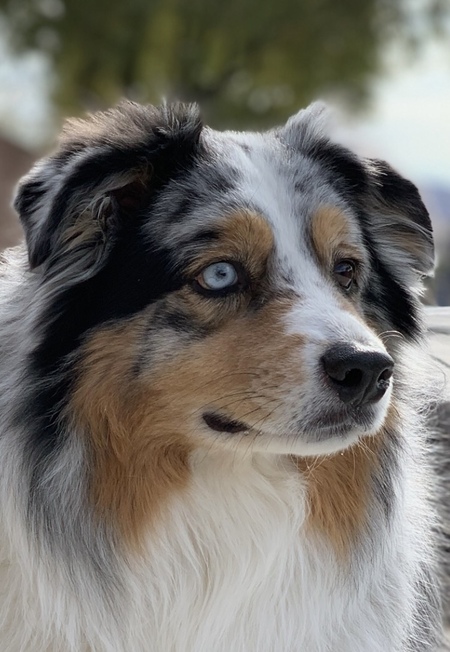 Entry image for Bailey . Clicking this image will show a larger photo
