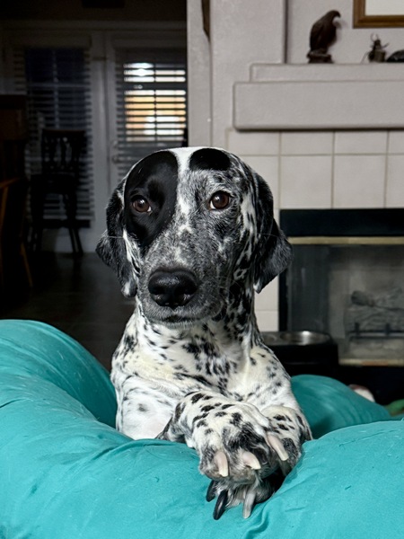 Entry image for Millie. Clicking this image will show a larger photo