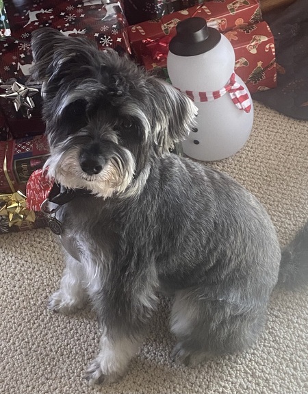 Entry image for Cooper ( formally known as Bean). Clicking this image will show a larger photo