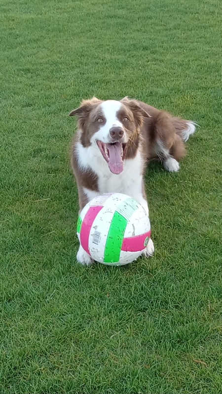 Entry image for Koda. Clicking this image will show a larger photo