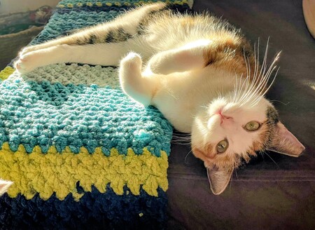 Entry image for Sugar. Clicking this image will show a larger photo