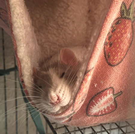 Entry image for Squeaks. Clicking this image will show a larger photo