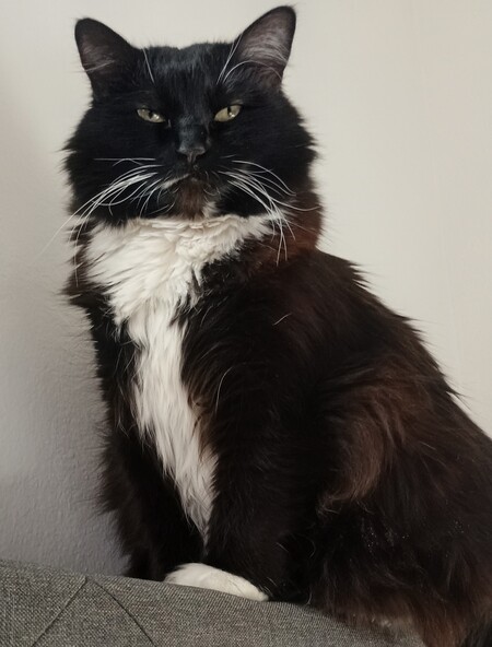 Entry image for Lucy . Clicking this image will show a larger photo