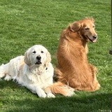 Entry image for Bootsie and SiSi