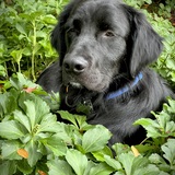 Entry image for Sammy