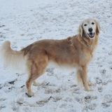 Entry image for Marley