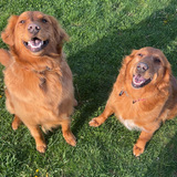 Entry image for Lucy and Ruby
