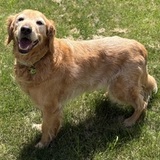Entry image for Sadie