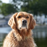 Entry image for Murphy