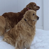 Entry image for  Barkley/Bella
