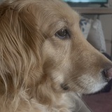 Entry image for Nala