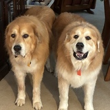 Entry image for Max and pip 