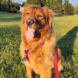 Entry image for Wyatt