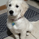 Entry image for Lexi