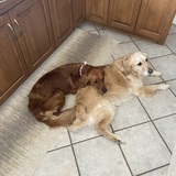 Entry image for Rosie and Bentley