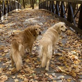 Entry image for Koko & Clover