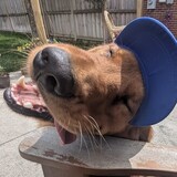 Entry image for Gus Gus