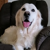 Entry image for Ollie