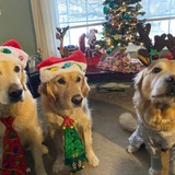 Entry image for Marley,Murphy,Sky