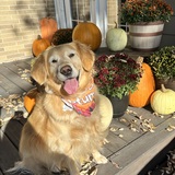 Entry image for Dolly