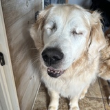 Entry image for Daisy 