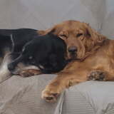 Entry image for Vinny and Phoenix 
