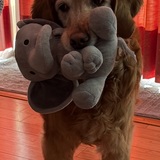 Entry image for Ginger
