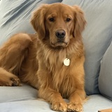 Entry image for Toby