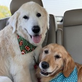 Entry image for Buddy and Millie