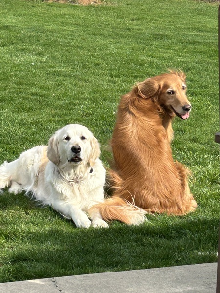 Entry image for Bootsie and SiSi. Clicking this image will show a larger photo