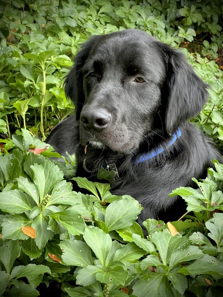 Entry image for Sammy. Clicking this image will show a larger photo