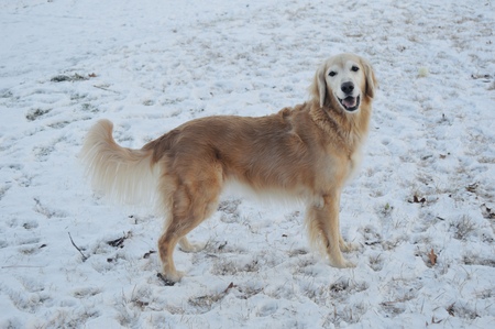 Entry image for Marley. Clicking this image will show a larger photo