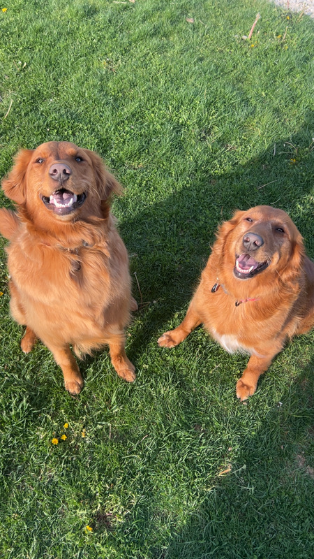 Entry image for Lucy and Ruby. Clicking this image will show a larger photo