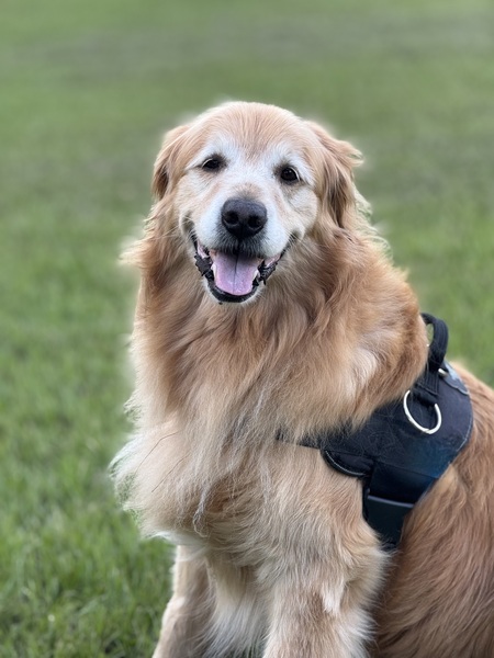 Entry image for Dobie. Clicking this image will show a larger photo