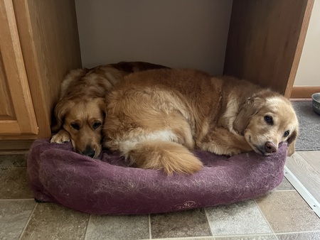 Entry image for Halley & Codie. Clicking this image will show a larger photo