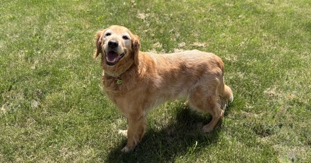 Entry image for Sadie. Clicking this image will show a larger photo