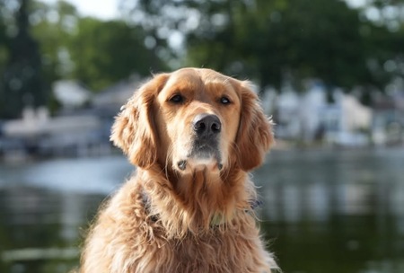 Entry image for Murphy. Clicking this image will show a larger photo