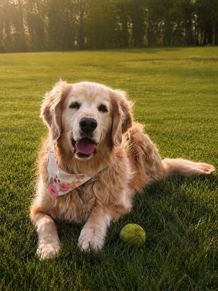 Entry image for Winnie. Clicking this image will show a larger photo