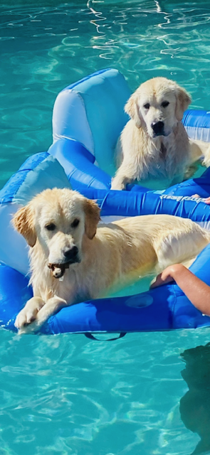 Entry image for Bodhi & Winston. Clicking this image will show a larger photo
