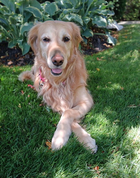 Entry image for Maddie. Clicking this image will show a larger photo