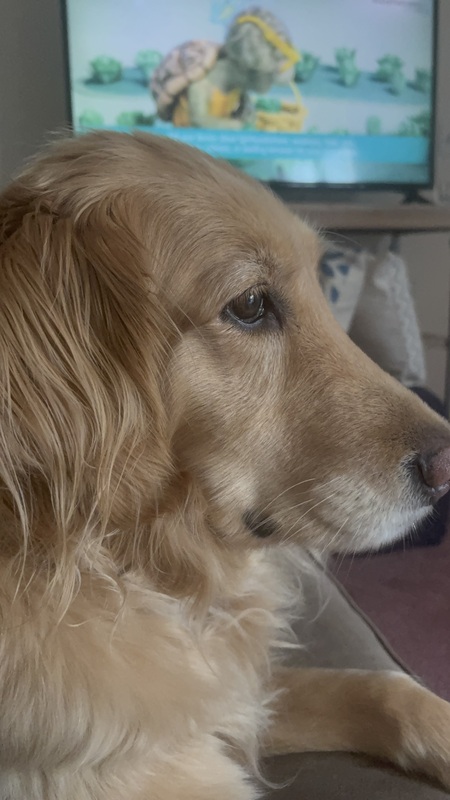 Entry image for Nala. Clicking this image will show a larger photo