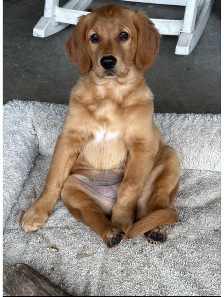 Entry image for Maggie . Clicking this image will show a larger photo
