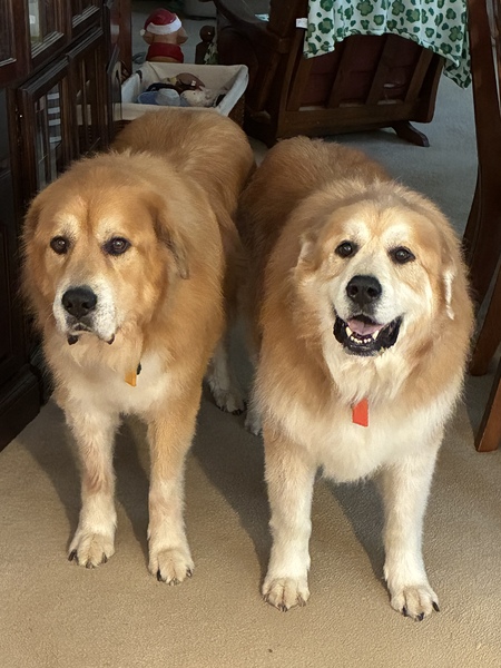 Entry image for Max and pip . Clicking this image will show a larger photo