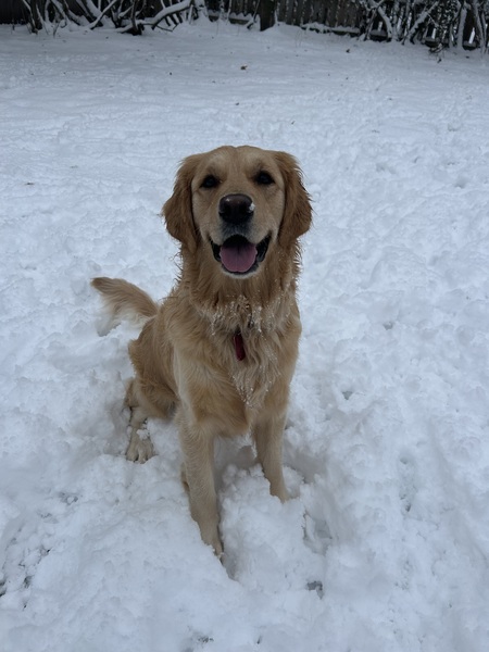 Entry image for Bailey. Clicking this image will show a larger photo