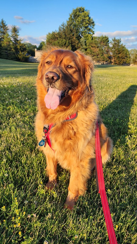 Entry image for Wyatt. Clicking this image will show a larger photo