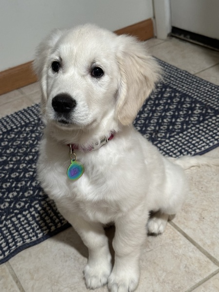 Entry image for Lexi. Clicking this image will show a larger photo