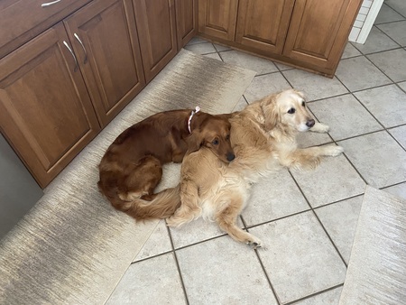 Entry image for Rosie and Bentley. Clicking this image will show a larger photo