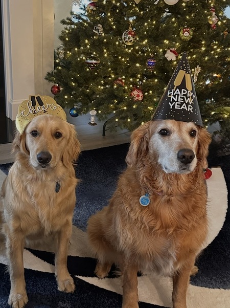 Entry image for Marlie and Gracie. Clicking this image will show a larger photo